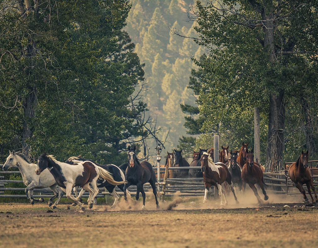 Wild West